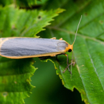 Eilema lurideola