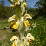 Eremostachys iberica