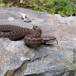 Vipera dinniki