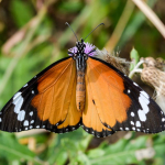 Danaus chrysippus