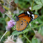 Danaus chrysippus