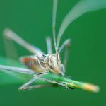 Tylopsis lilifolia