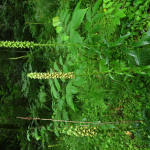 Digitalis schischkinii