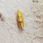 Agapeta hamana