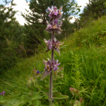 Stachys balansae