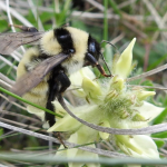 Bombus armeniacus