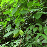 Staphylea pinnata