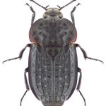 Thanatophilus rugosus