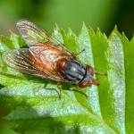 Rhingia rostrata