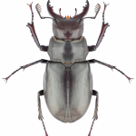 Lucanus ibericus