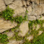 Adiantum capillus-veneris