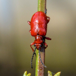 Lilioceris merdigera