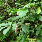 Euonymus latifolius