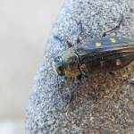 Chrysobothris affinis