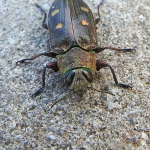 Chrysobothris affinis