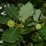 Quercus hartwissiana