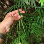 Pteris cretica