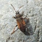 Megalonotus sabulicola