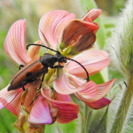 Vadonia unipunctata