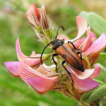 Vadonia unipunctata