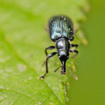 Lasiorhynchites cavifrons