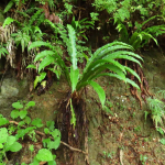 Asplenium scolopendrium