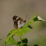 Limenitis camilla