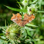 Polygonia c-album