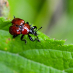 Attelabus nitens