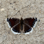 Nymphalis antiopa