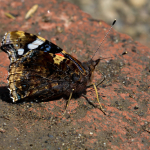 Vanessa atalanta