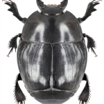 Pachylister inaequalis