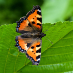 Aglais urticae