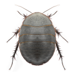 Polyphaga aegyptiaca