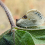 Cilix glaucata