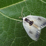 Cilix glaucata