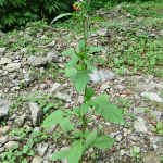 Erechtites valerianifolia