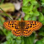 Boloria euphrosyne