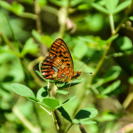 Boloria euphrosyne