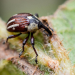 Sternuchopsis karelini