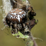 Araneus quadratus