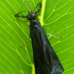 Mystacides azureus