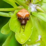 Araneus sturmi