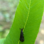 Mystacides azureus