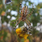 Aculepeira armida