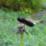 Libelloides ustulatus