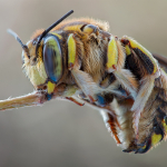 Anthidium florentinum