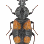 Panagaeus bipustulatus