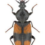 Panagaeus bipustulatus