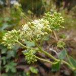 Sedum caucasicum